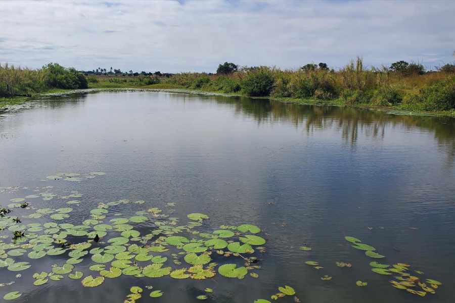 The farm's half-acre pond, fed from a spring stream