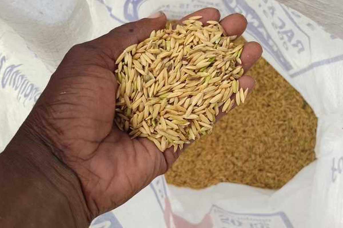 Rice harvested from the field