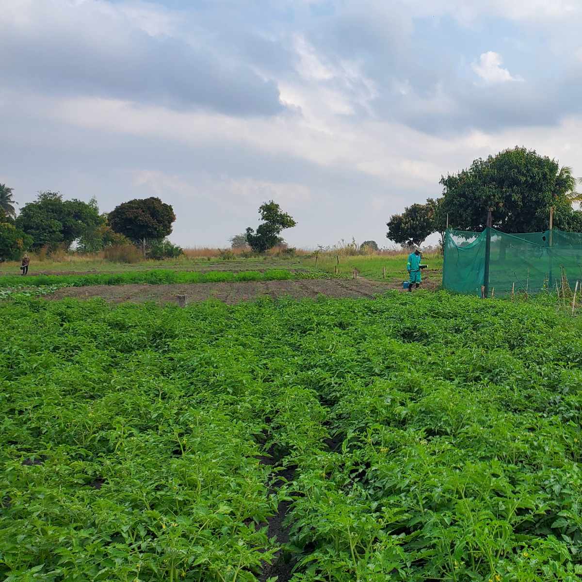 The Harvesting Hope farm — rows of crops with a worker tending the field
