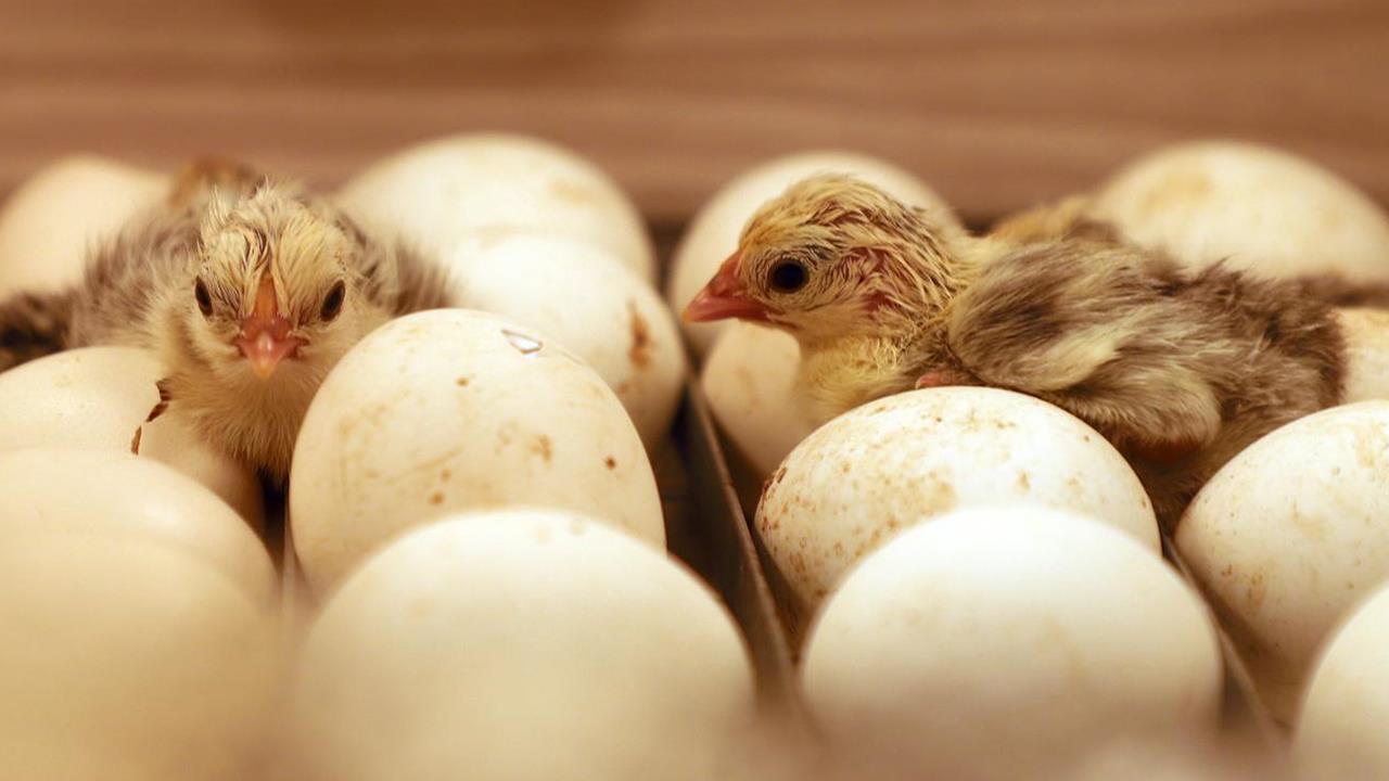 Chicken Hatchery Project on the Ministry's Farm in Mozambique