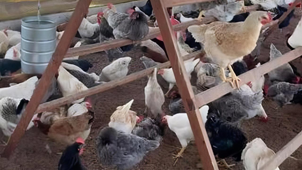 Chicken Layer Project in Mozambique