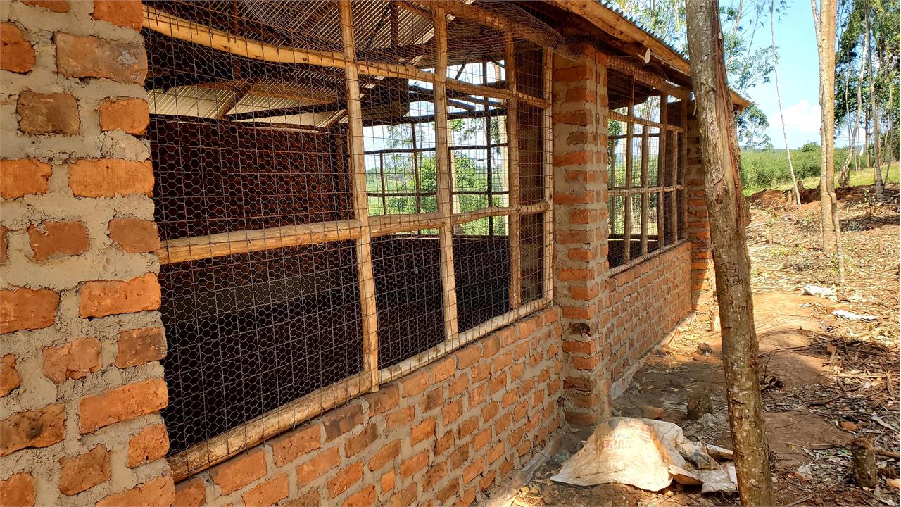 Broiler Chicken Project at Siloam Orphanage in Rural Uganda